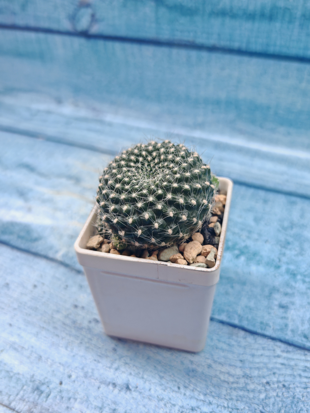 Rebutia Lineacea (Ребуция)