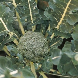 Капуста брокколи Лаки F1 2500 (cемян)