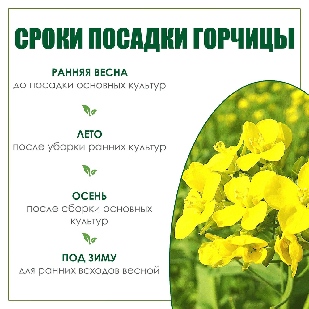 Удобрение Горчица Белая, сидерат, 1 кг