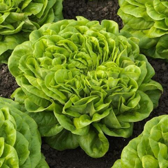 Канаджио семена салата кочанного маслянистого (Syngenta / Сингента)