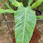 Банан вариегатный MARBLE FOREST