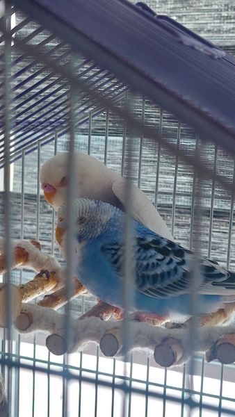 Любимая игрушка попугаев