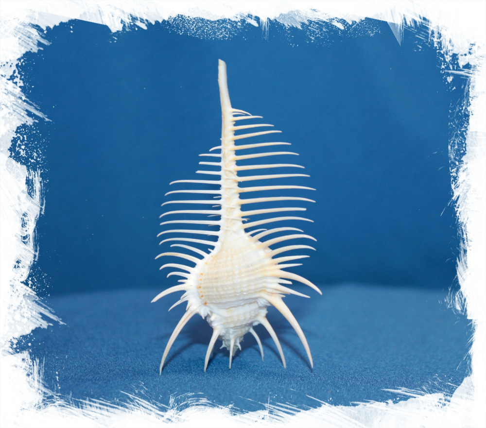 Ракушка Гребень Венеры, 12-16см, 1шт