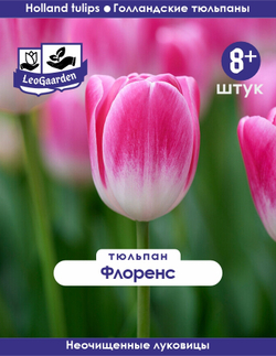 Тюльпан Луковица, Флоренс, 8+ шт