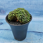 Gymnocalycium Spineless Crested form (Гимнокалициум Кристатный)