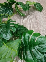 Лиана монстера 36 листьев, 1,8 м.