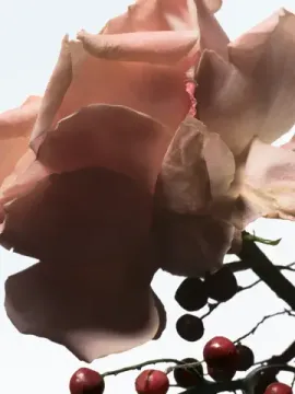 Dries Van Noten Raving Rose