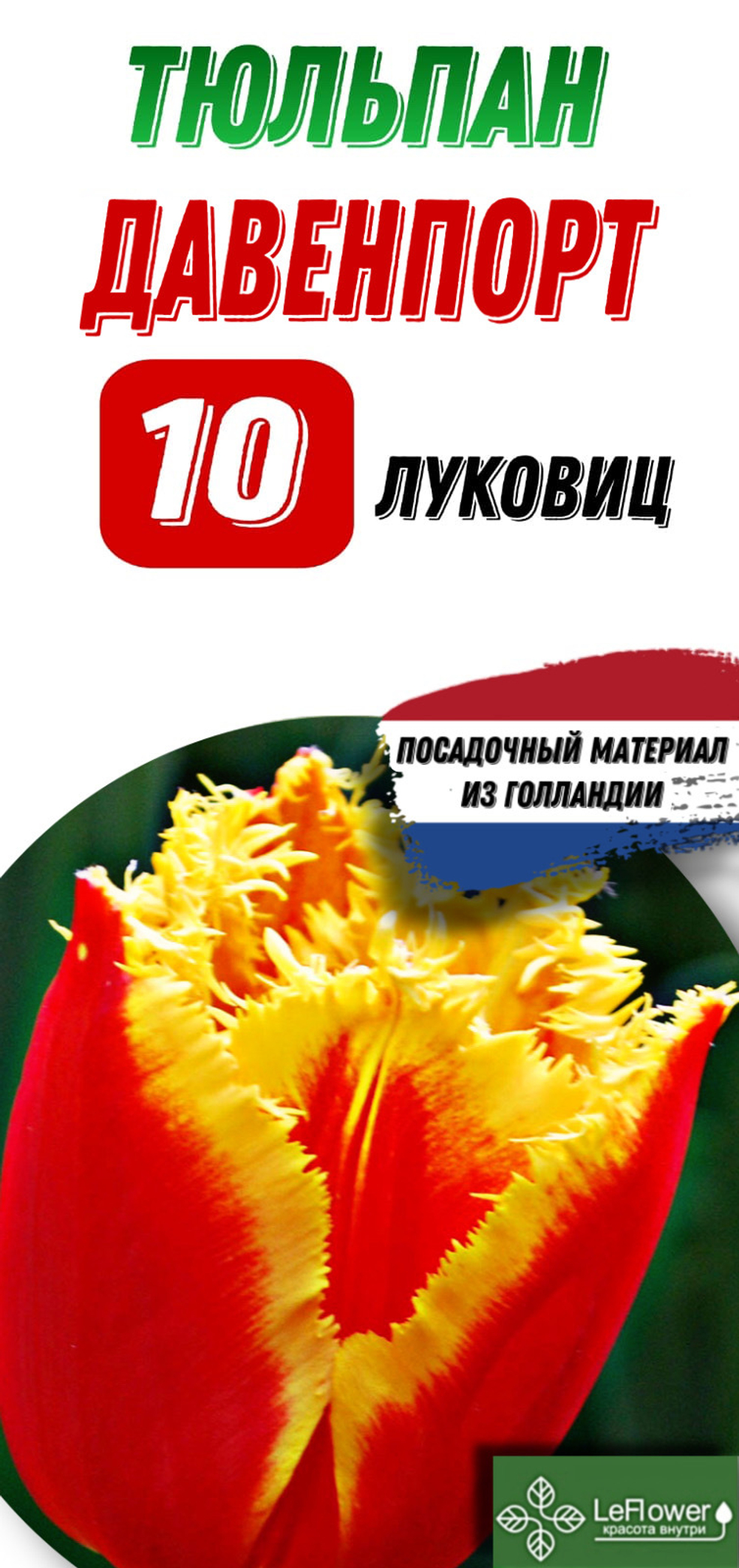 Тюльпан луковица, Давенпорт, 10шт