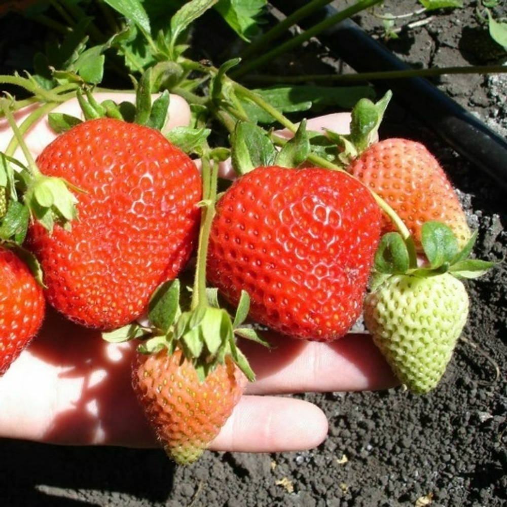 Санд-Андреас (Ремонтантный сорт)