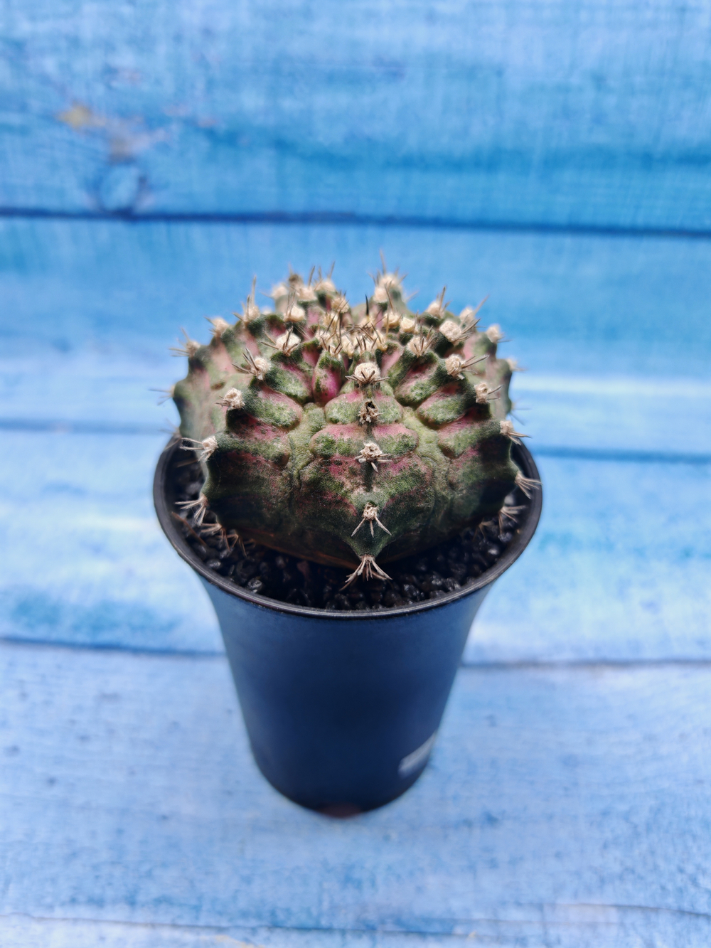 Gymnocalycium T-Rex Pink hybride (Гимнокалициум T-rex)