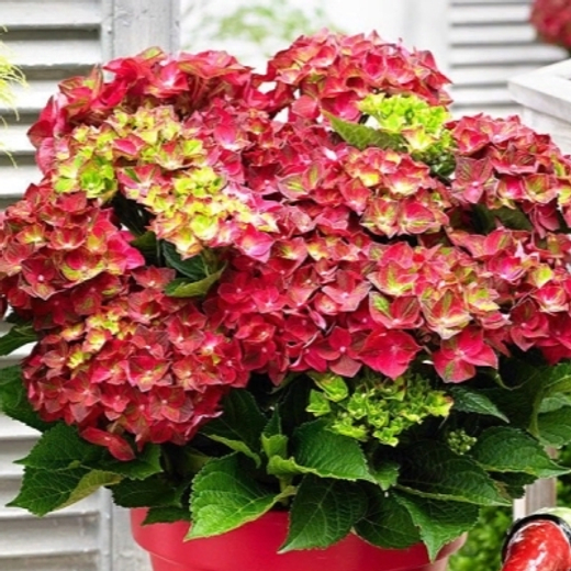 Гортензия крупнолистная Мэджикал Руби Тьюздей С2 Закупка М31 апрель 2026