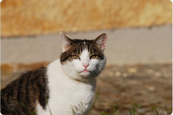Как кошки находят дорогу домой?