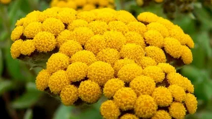 Бессмертник