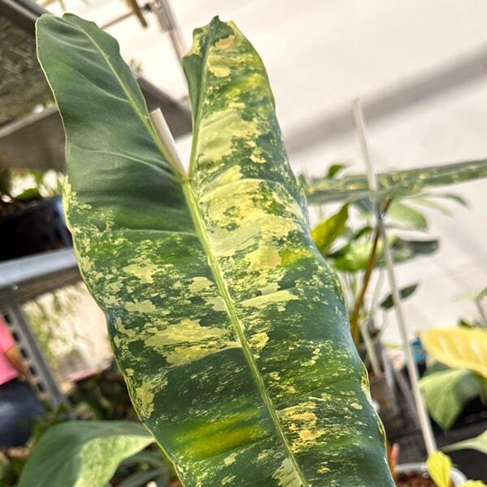 Филодендрон BILLITAE VAR 1 LEAF (N83)