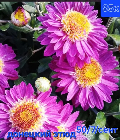 САЖЕНЦЫ ХРИЗАНТЕМЫ КОРЕЙСКАЯ ДОНЕЦКИЙ ЭТЮД №95