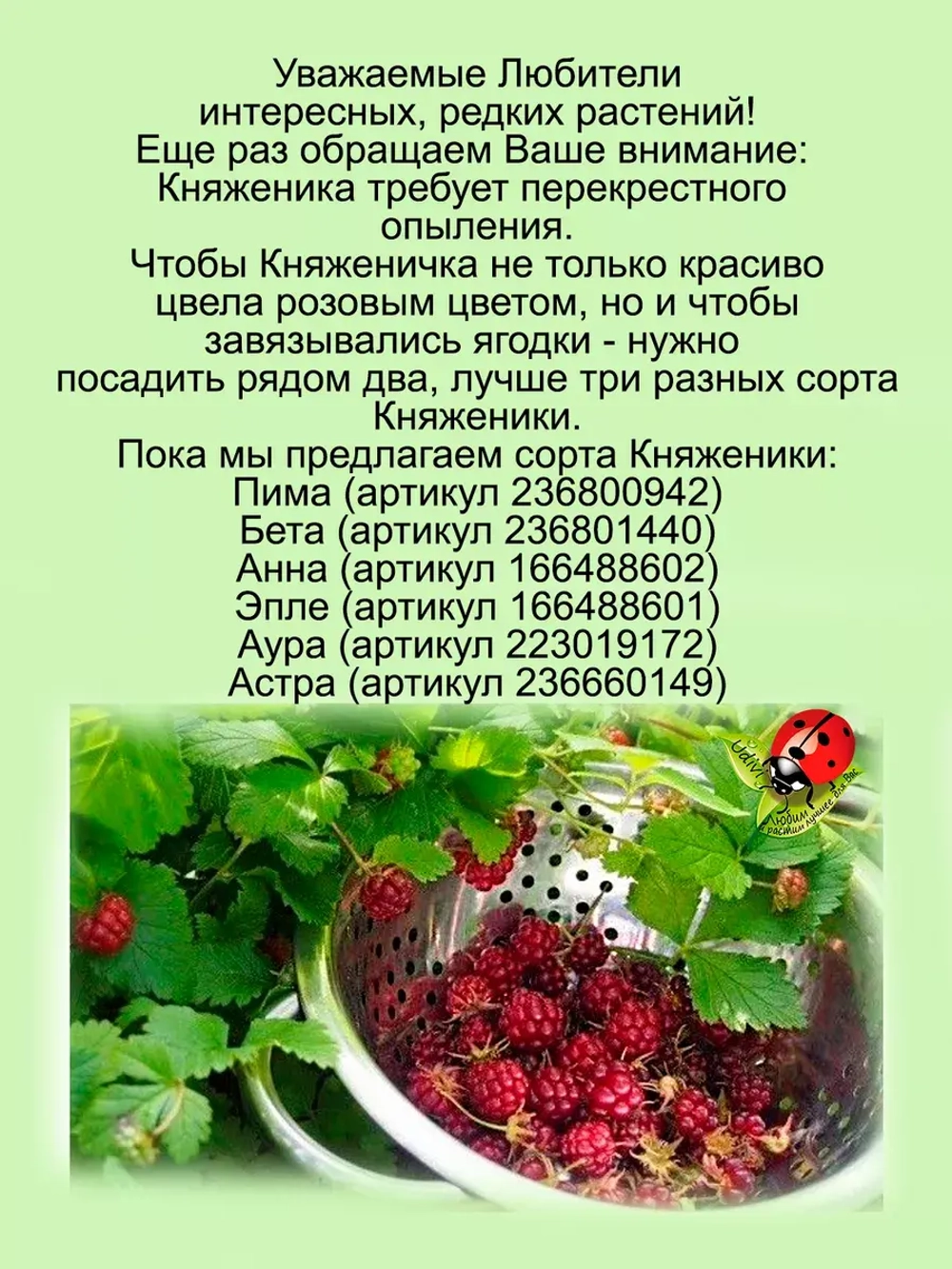 Княженика Астра княжья ягода