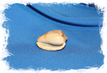 Ципрекассис тестикулус (Cypraecassis testiculus) 3,2 см. устье