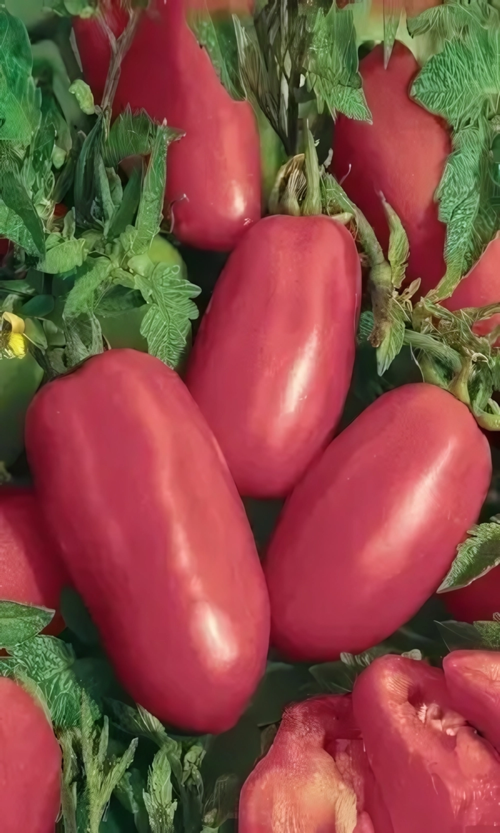 Семена Томат Перцевидный Малиновый (УД) Е/П