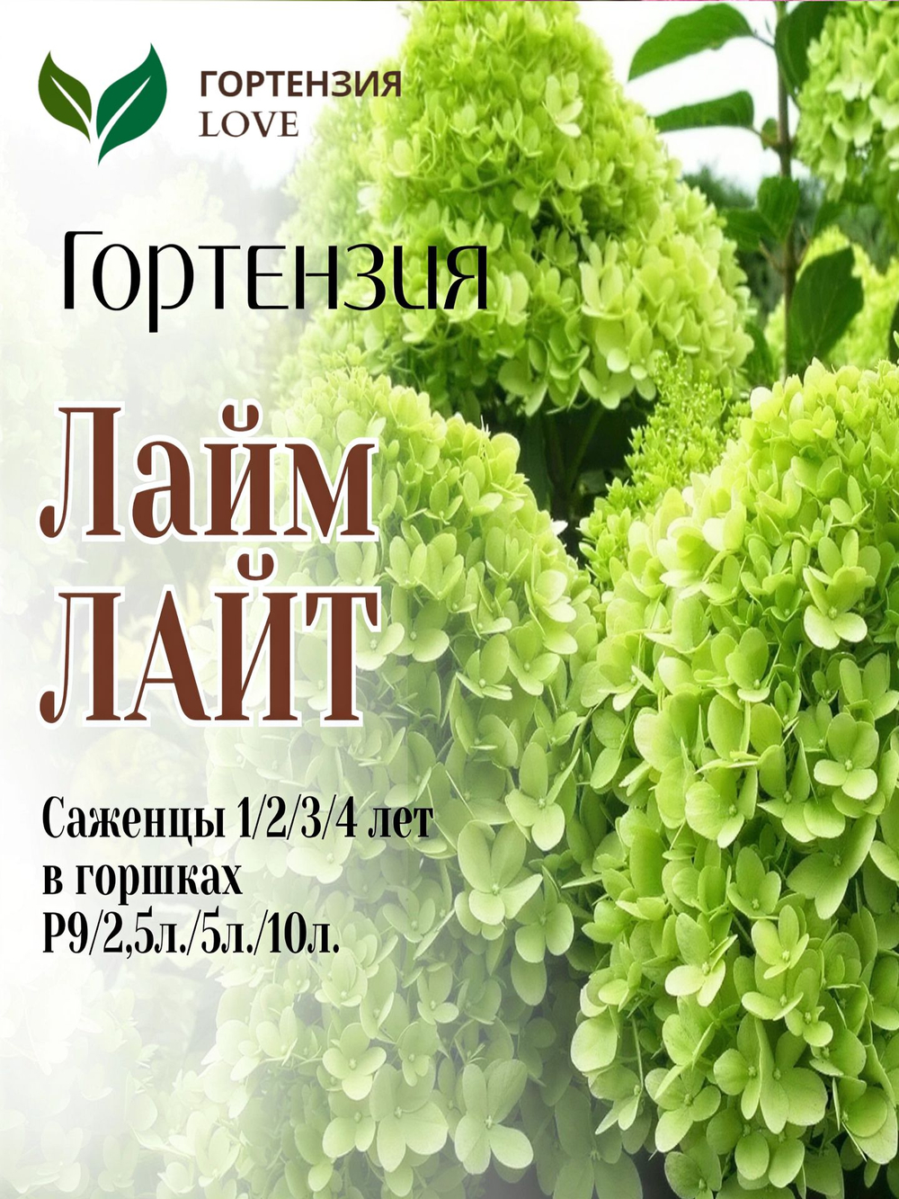 Лайм Лайт гортензия метельчатая