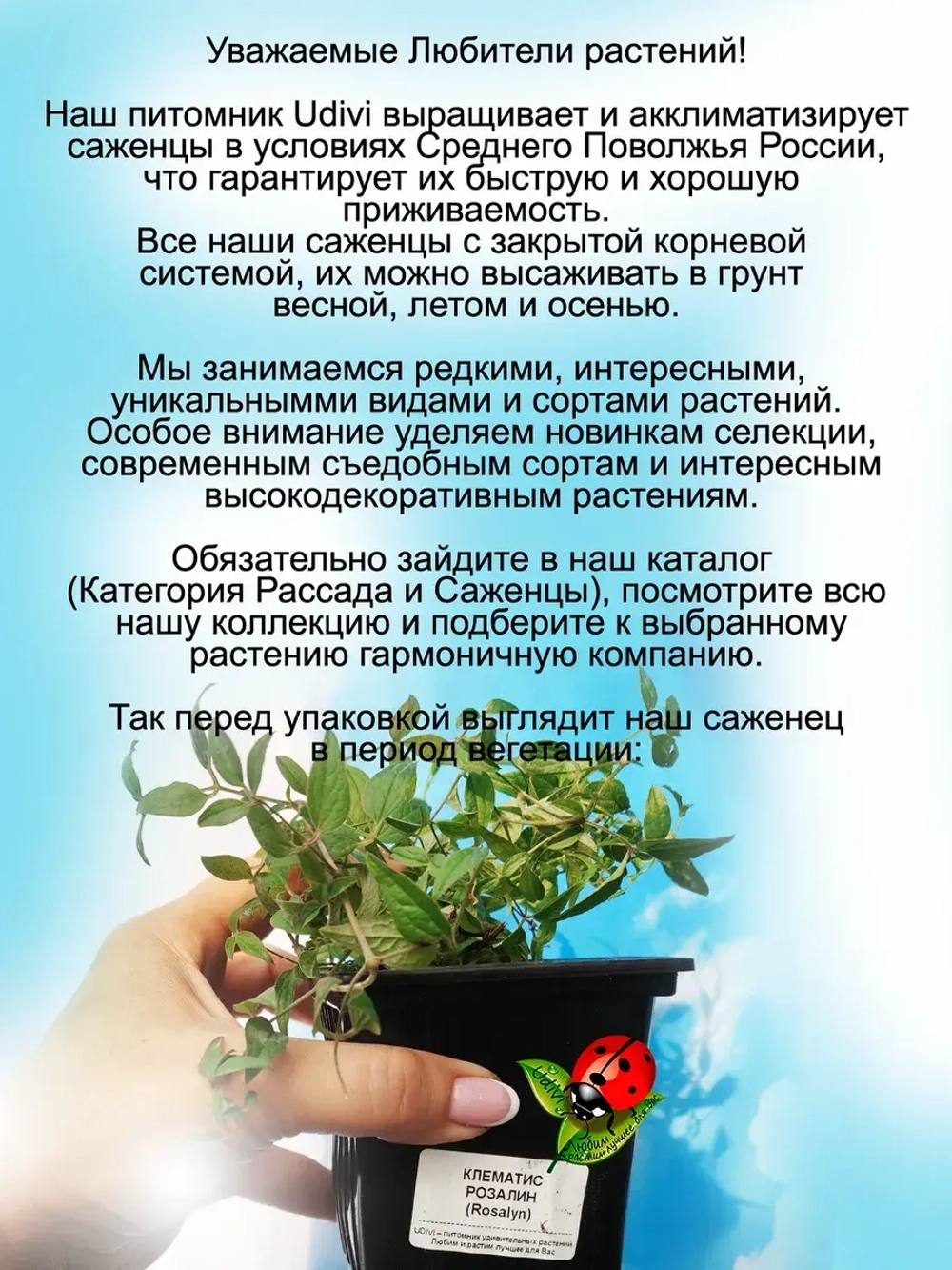 Клематис Розалин махровый