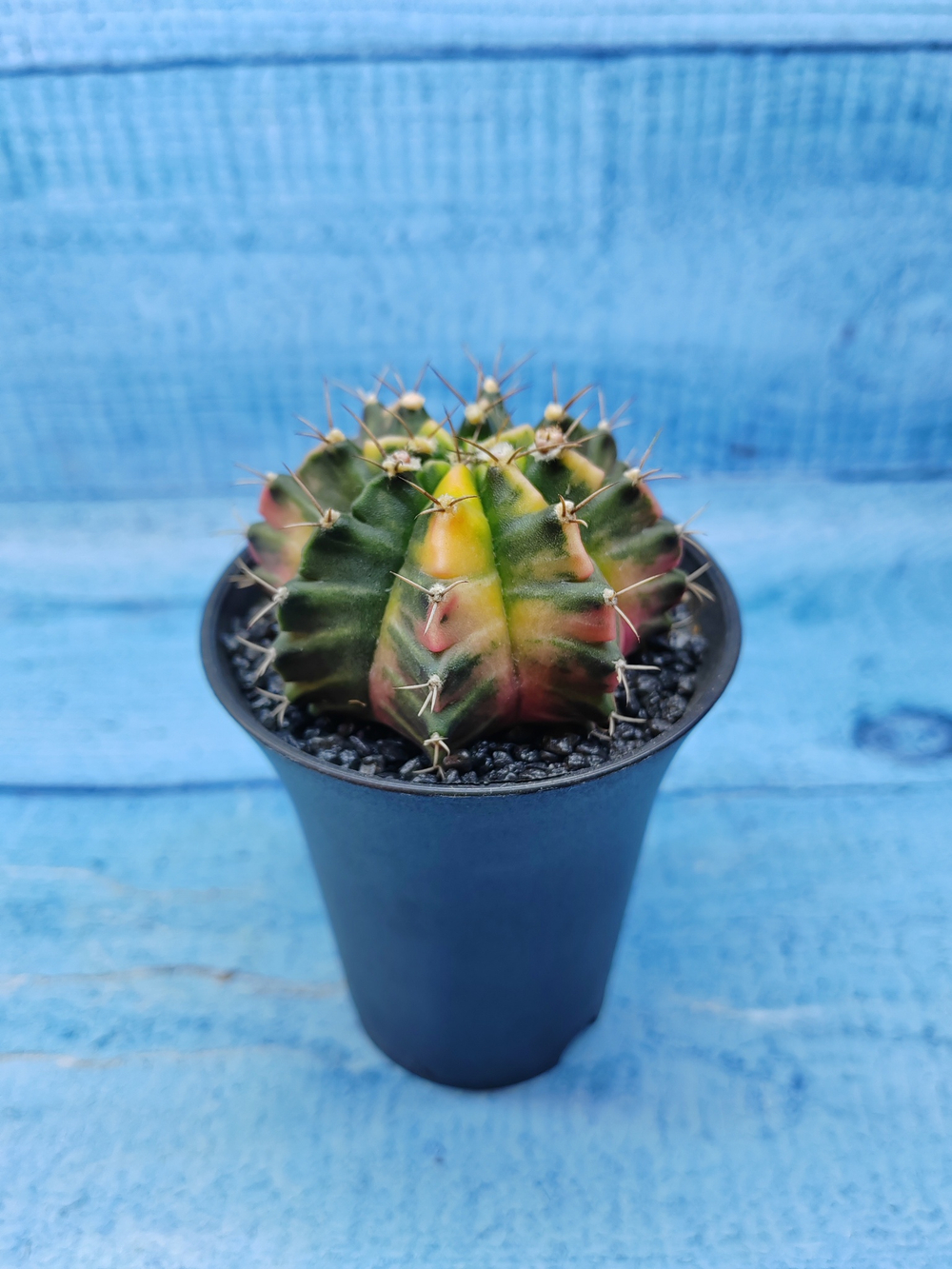 Gymnocalycium Variegata (Гимнокалициум Вариегатный)