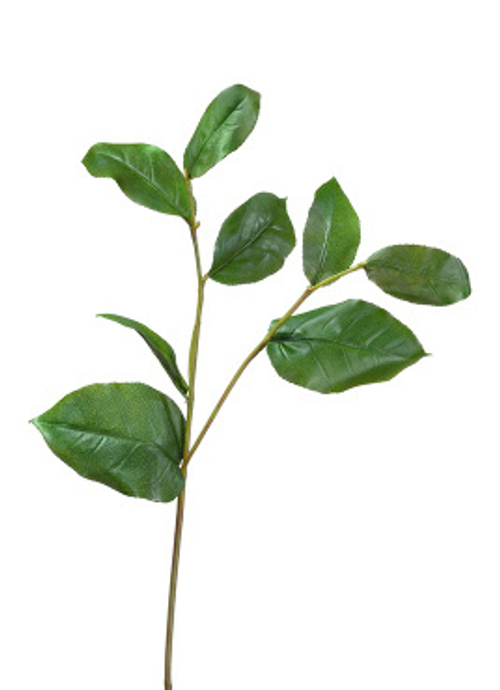 Ветвь Салала с зелёными листами