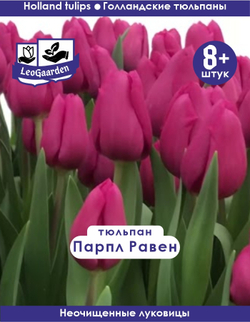 Тюльпан Луковица, Парпл Равен, 8+ шт