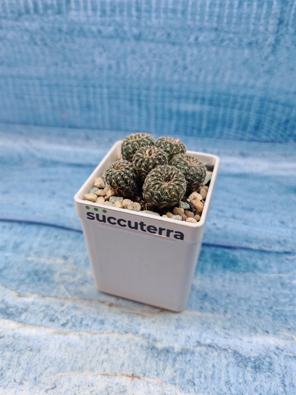 Frailea Pygmaea gloriosa (Фрайлея)