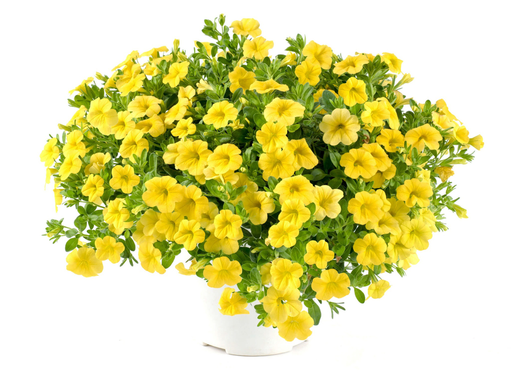 К9 Калибрахоа Lia yellow imp.