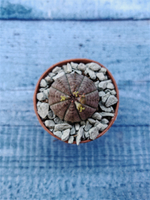 Euphoria Obesa (Эуфорбия)