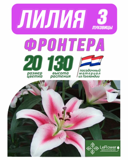 Лилия Луковица, Фронтера 3 шт
