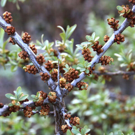 Облепиха Гном (мужской опылитель)
