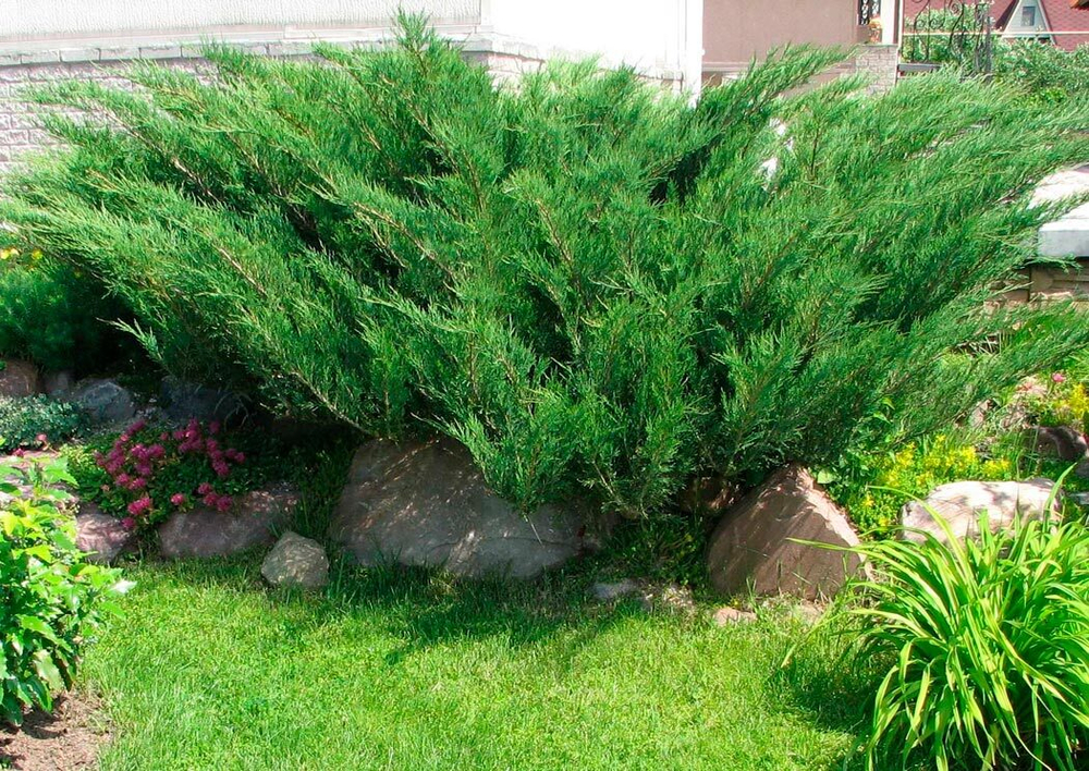 Можжевельник, Казацкий 3шт