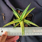 Сансевиерия BALLYII STAR VAR