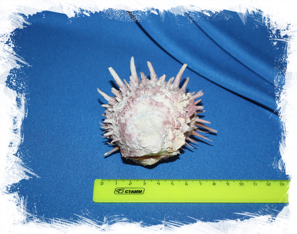 Спондилус Риви, Spondylus reevei, Spondylus virgineus