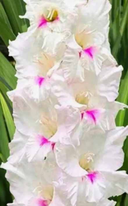 Гладиолус крупноцветковый Норма Джин луковица март 2026