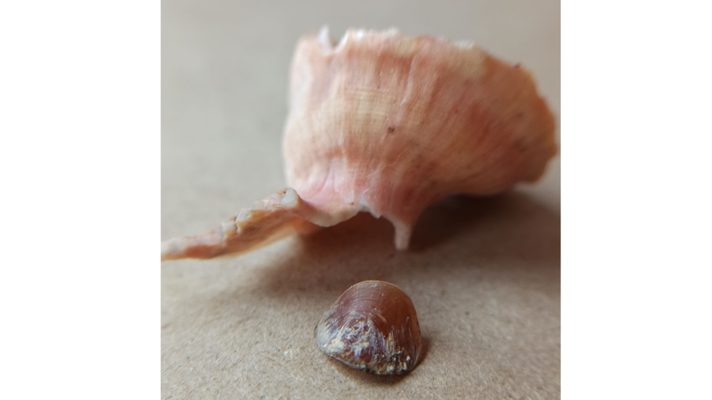 Латиаксис мавае с оперкулумом (Latiaxis mawae) 4 см.