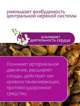 Софора плоды
