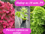 Набор 10 штук Р9