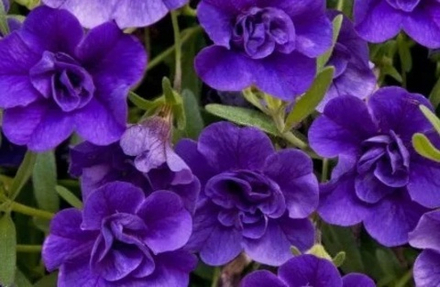 Calibrahoa Calita double blue ОКС укорененный черенок. Под заказ, производство 4-5 недель