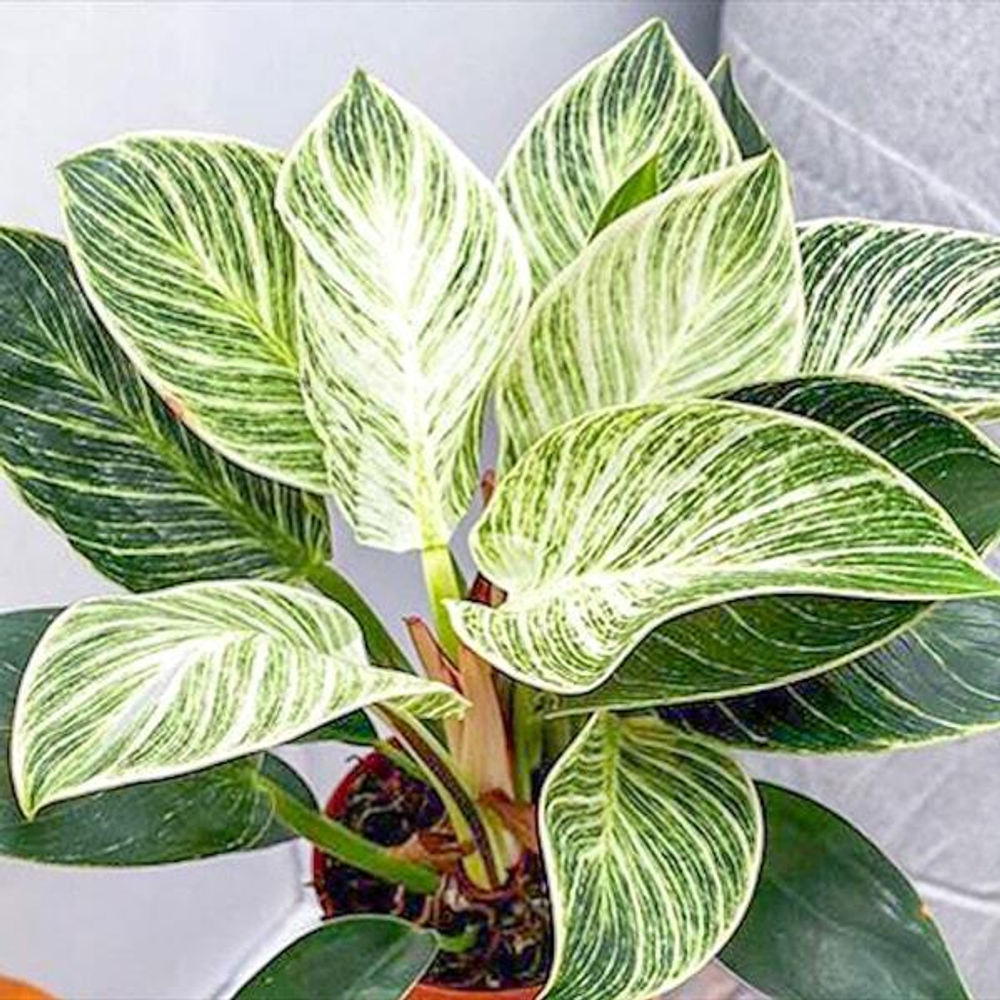 Филодендрон BIRKIN