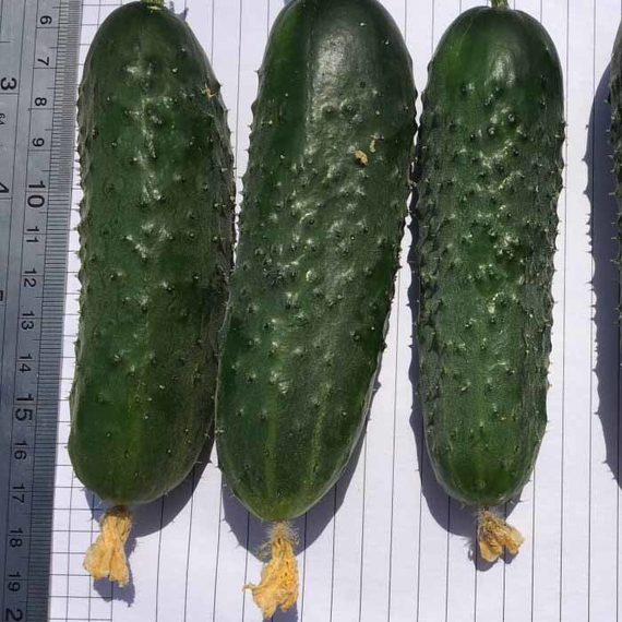 АНТИСИПАТОР F1 семена огурца Nunhems описание – фото 2