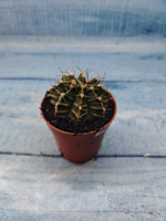 Gymnocalycium Friedrichii (Гимнокалициум)