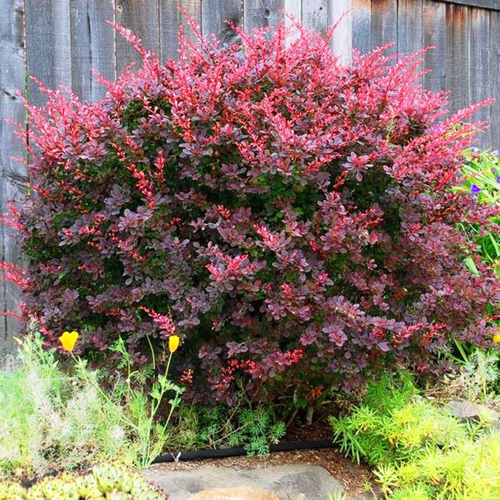 Барбарис Тунберга Atropurpurea