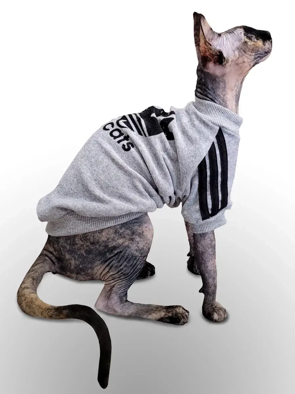 Одежда для кошек