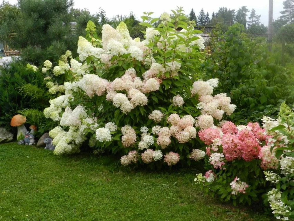 Гортензия метельчатая Фантом С7,5 Закупка М59 июнь 2026