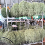 Тилландсия usneoides R (T52)