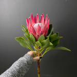 Букет из Королевской Протеи с эвкалиптом