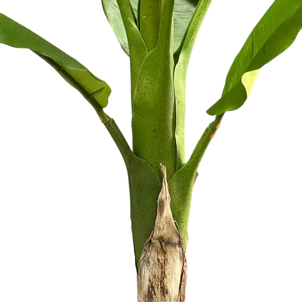 Банановая пальма 186 см.