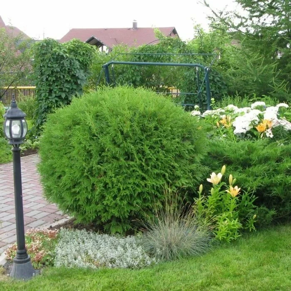 Туя западная Глобоза Р9 15-20 см Закупка М62 апрель-май 2026